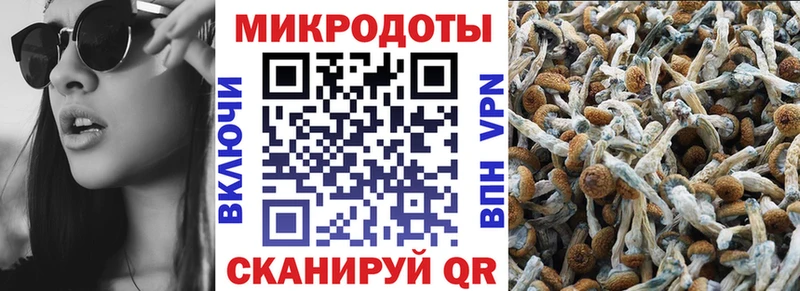 Купить  Орлов  Псилоцибиновые грибы Psilocybe 